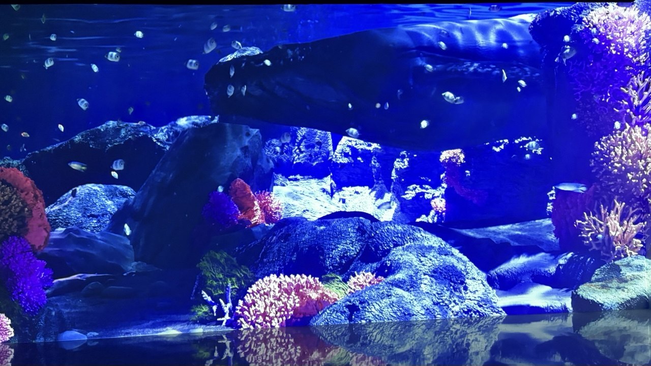 Immersive ocean media art